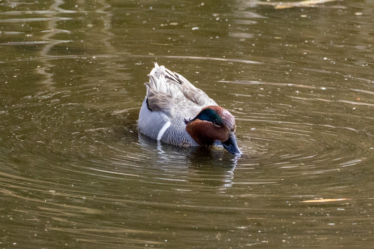 Green-winged Teal - ML88020901