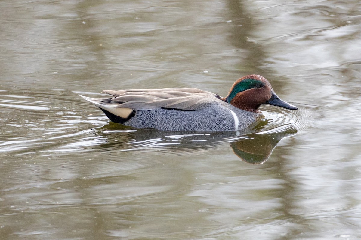 Green-winged Teal - ML88020911