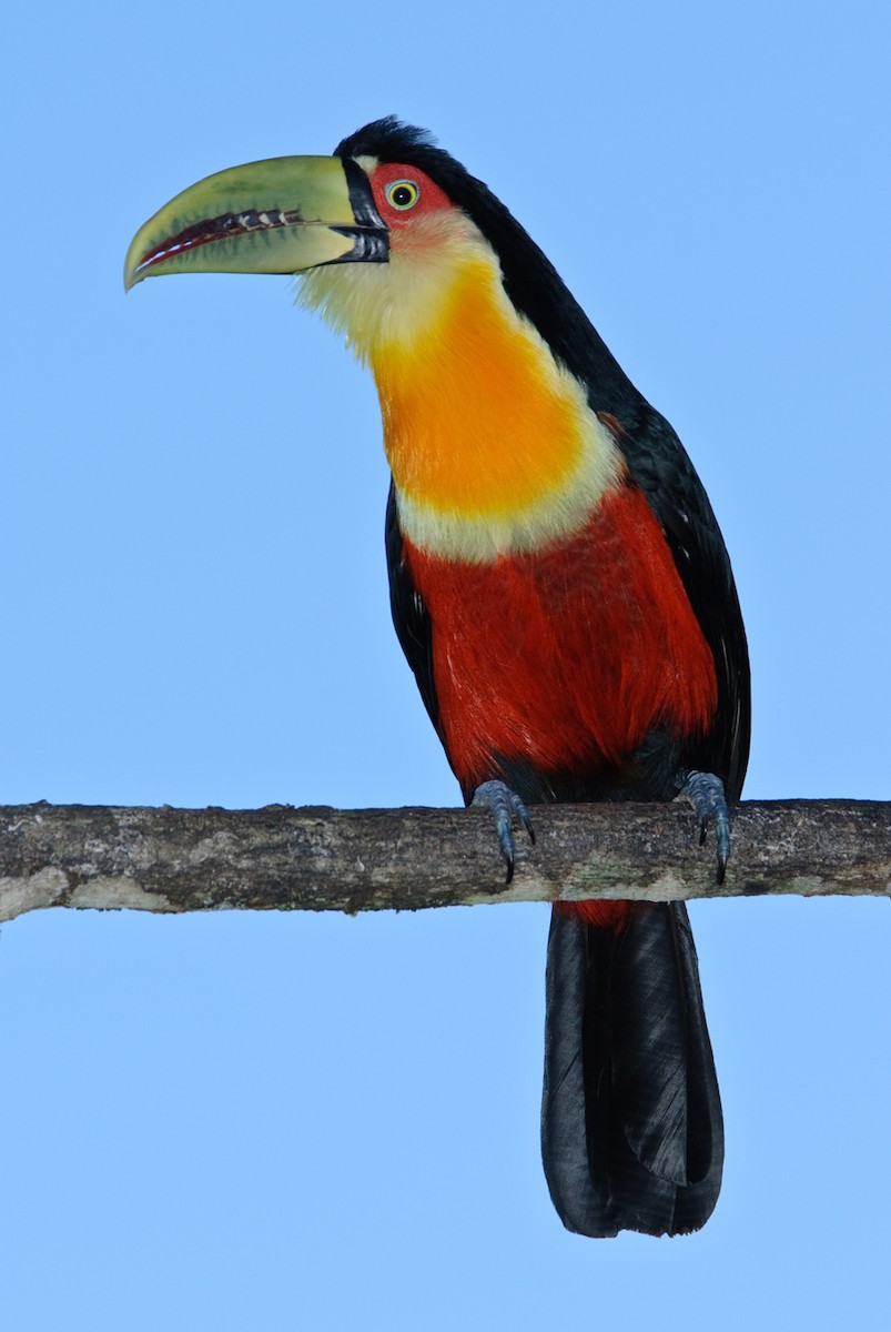 Red-breasted Toucan - Stephen Davies