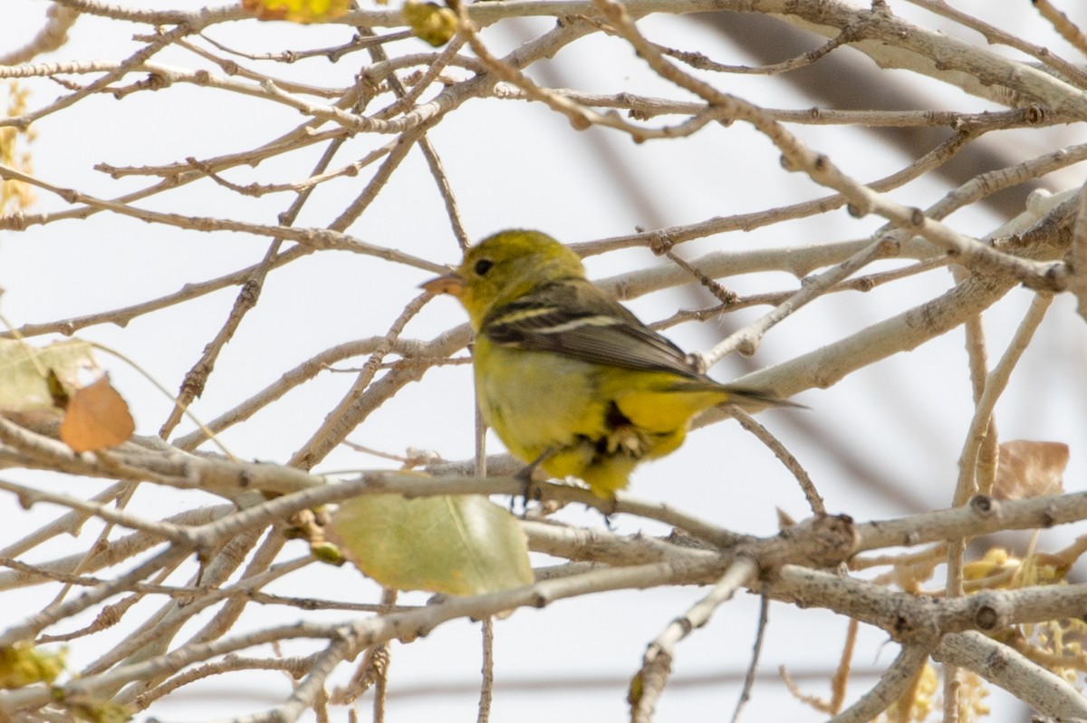 Western Tanager - ML88022521