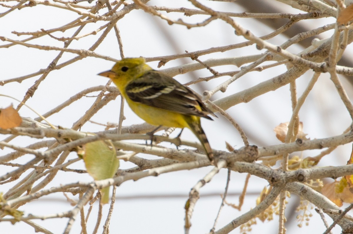 Western Tanager - ML88022531
