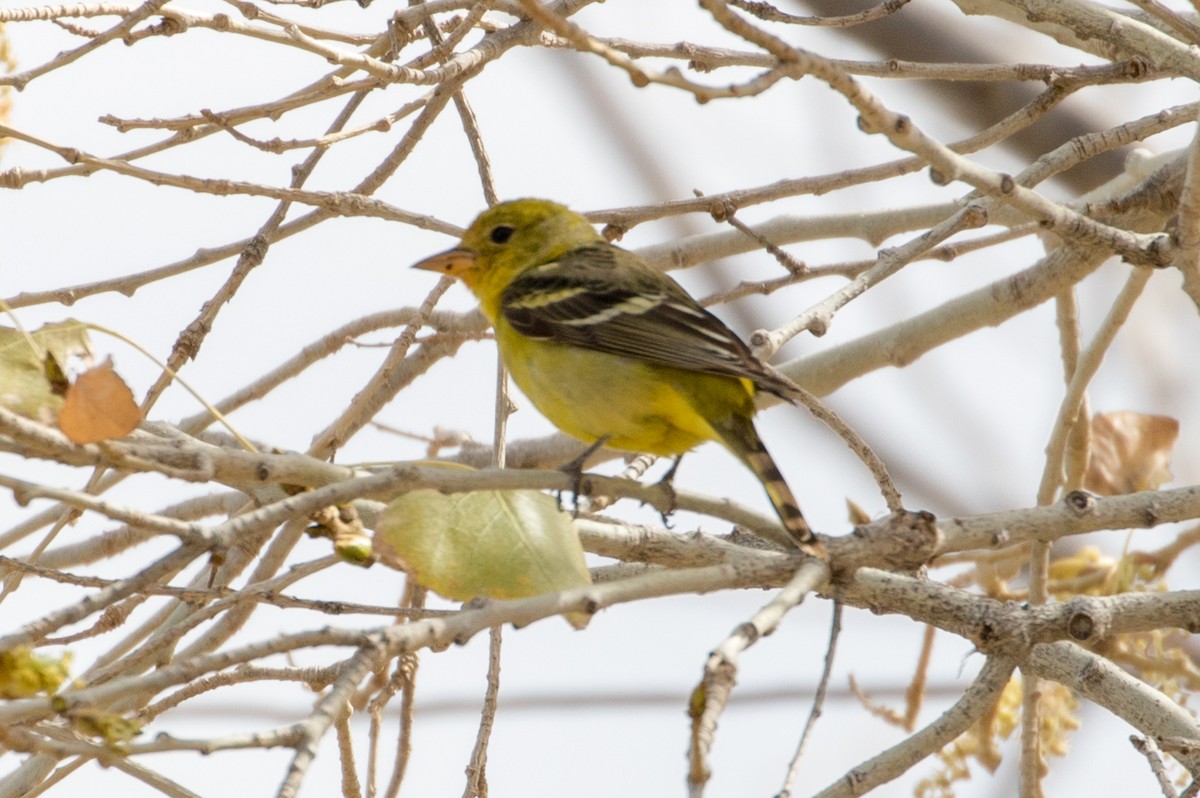 Western Tanager - ML88022541
