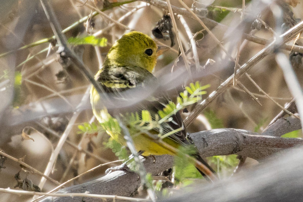 Western Tanager - ML88022551