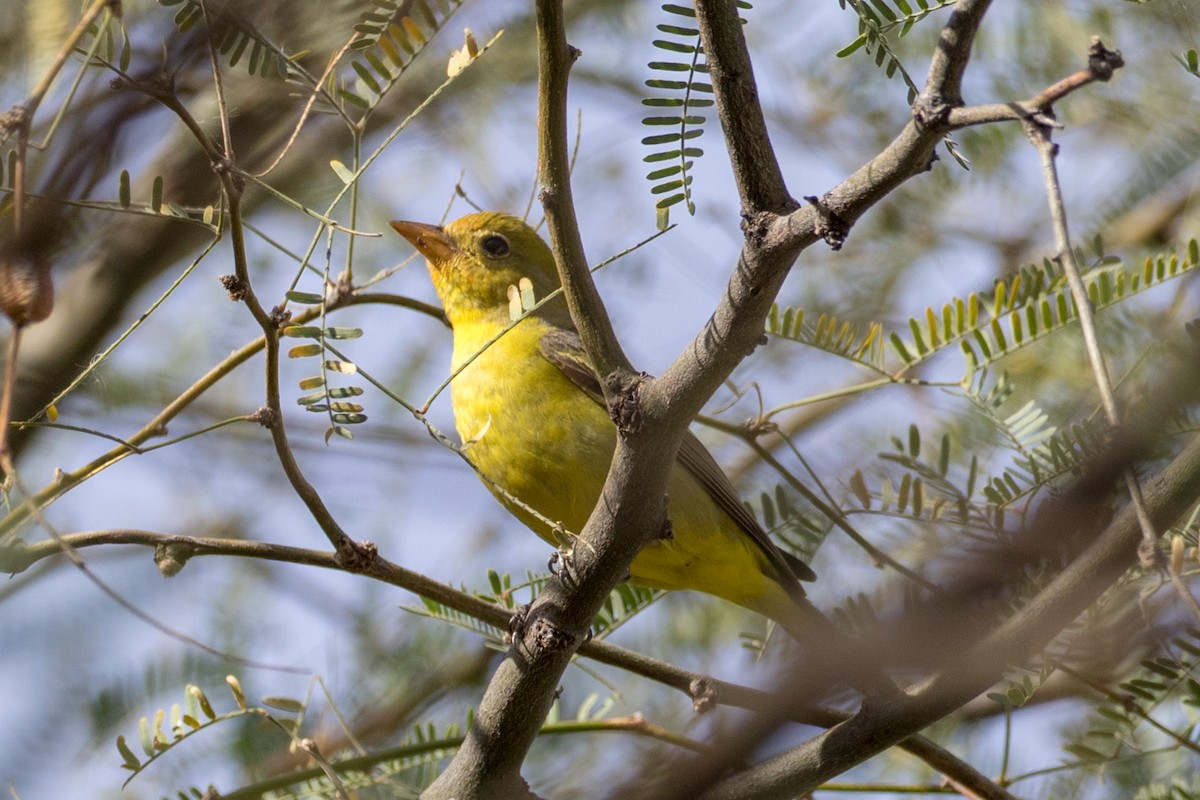 Western Tanager - ML88022561