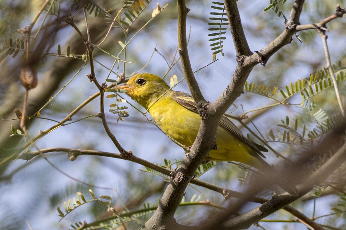 Western Tanager - ML88022571
