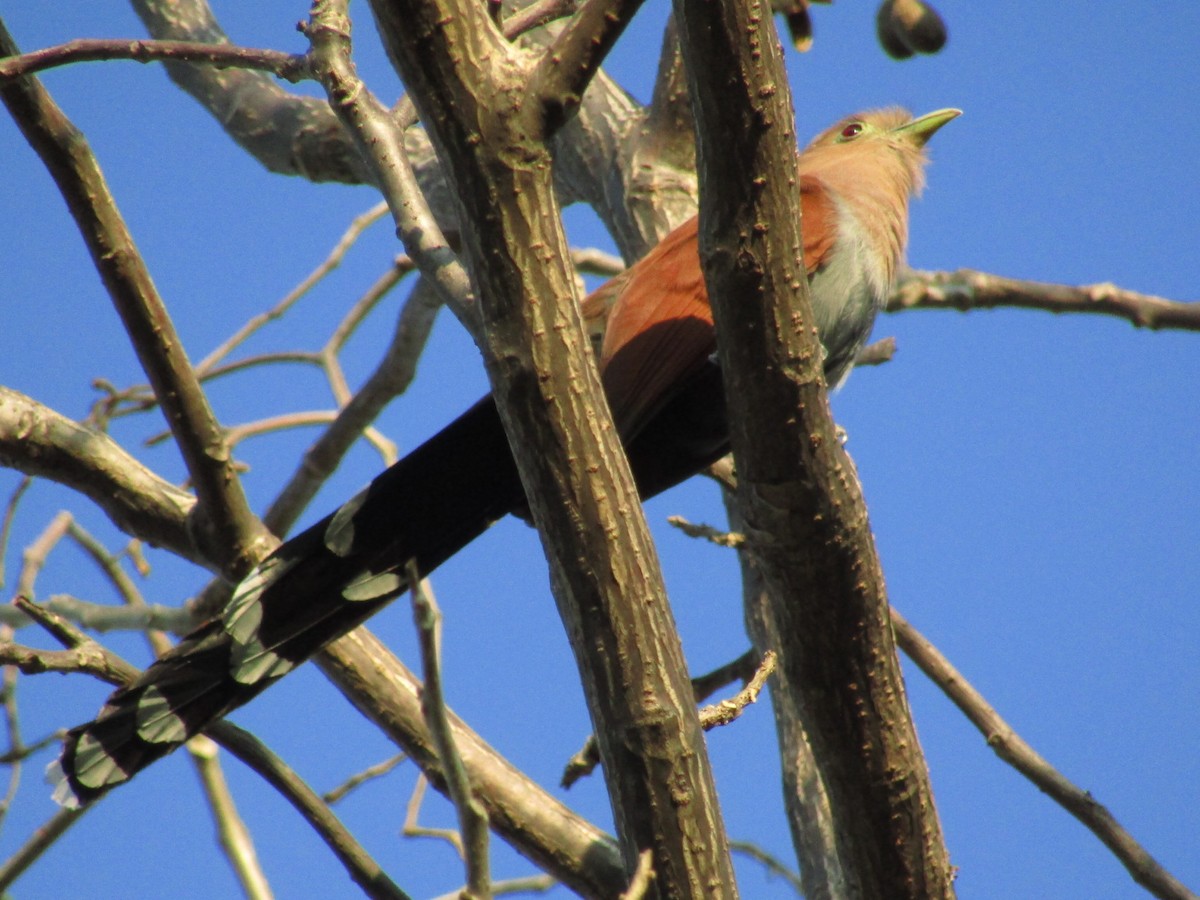 Squirrel Cuckoo - Jose Ramos