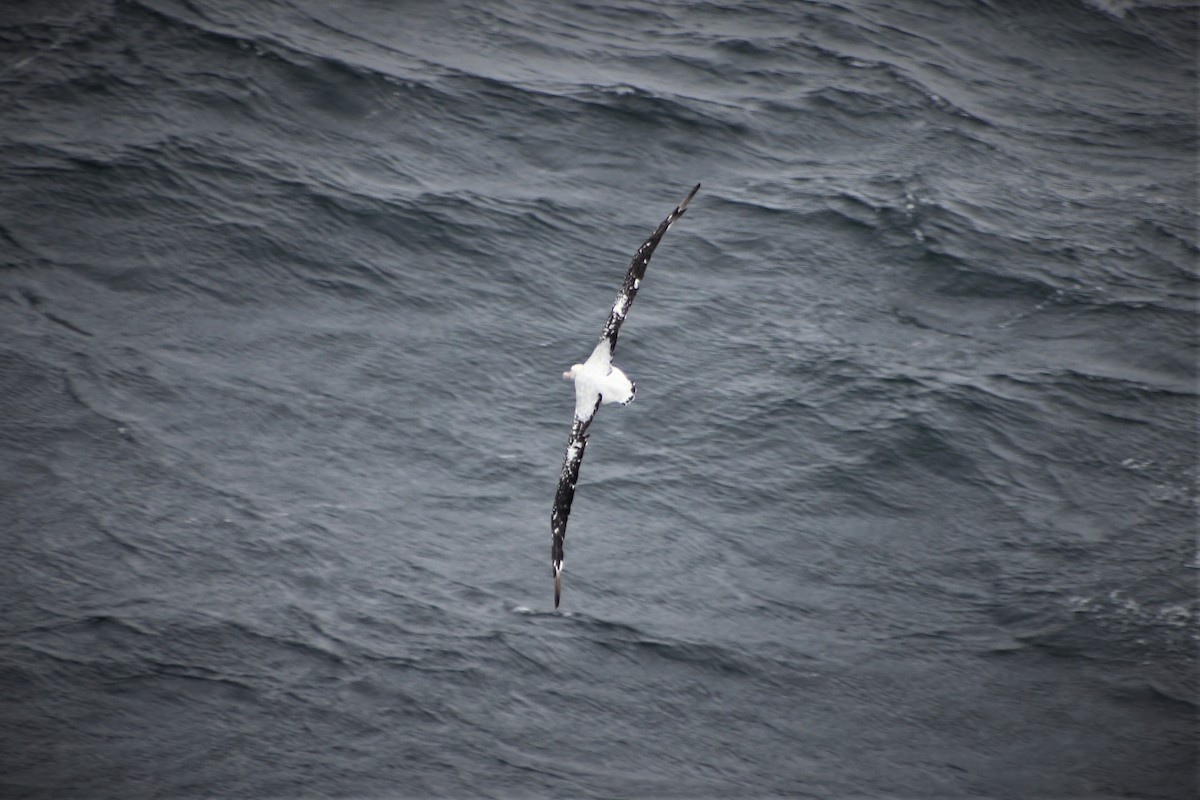 Snowy/Tristan/Antipodean Albatross - Thad Roller