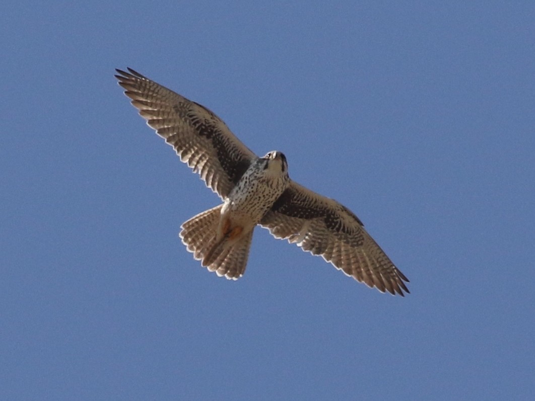 Prairie Falcon - Steve Calver