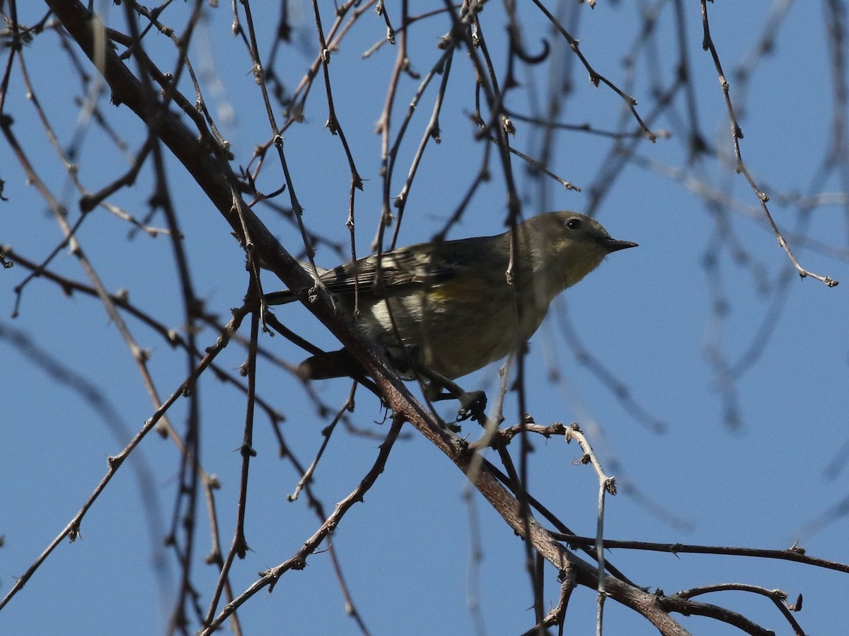 Yellow-rumped Warbler (Audubon's) - Steve Calver