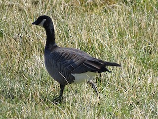 Cackling Goose, ML88028521