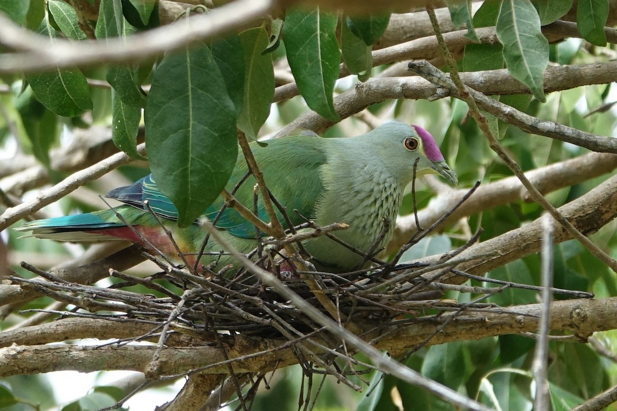 Red-bellied Fruit-Dove - ML88028941