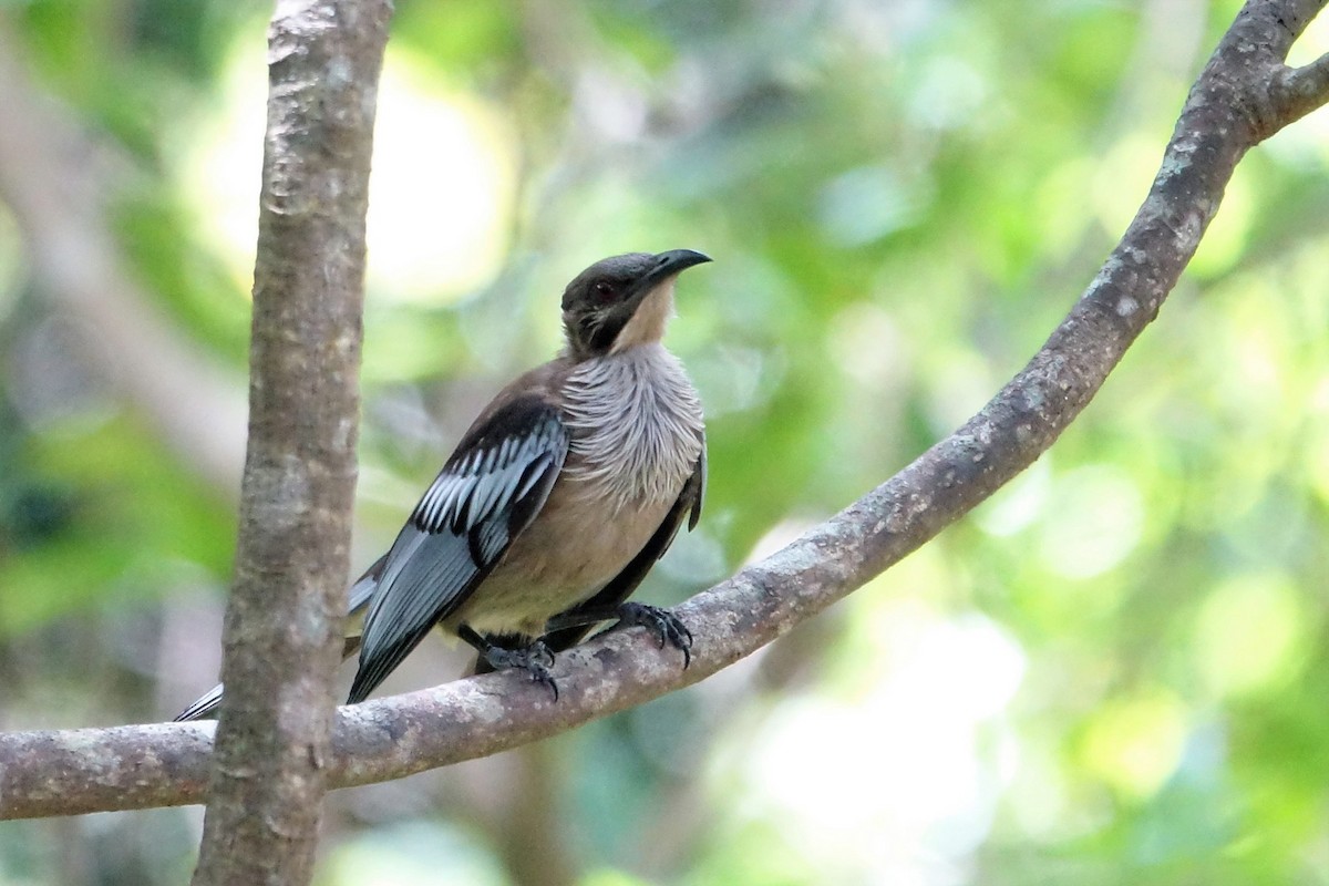 New Caledonian Friarbird - ML88028981