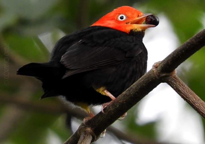 Red-capped Manakin - ML88029721