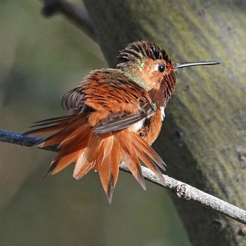 Allen's Hummingbird - Donald Sutherland