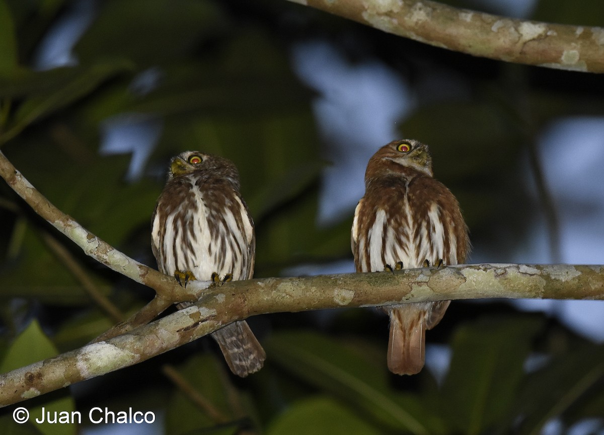 Ferruginous Pygmy-Owl - Juan José Chalco Luna