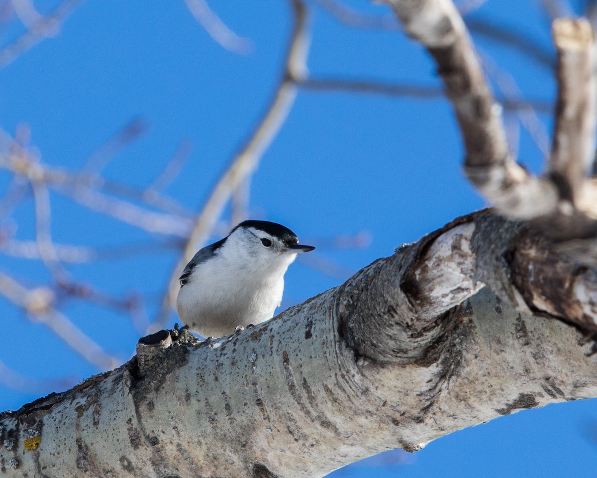 White-breasted Nuthatch - Debbie Young
