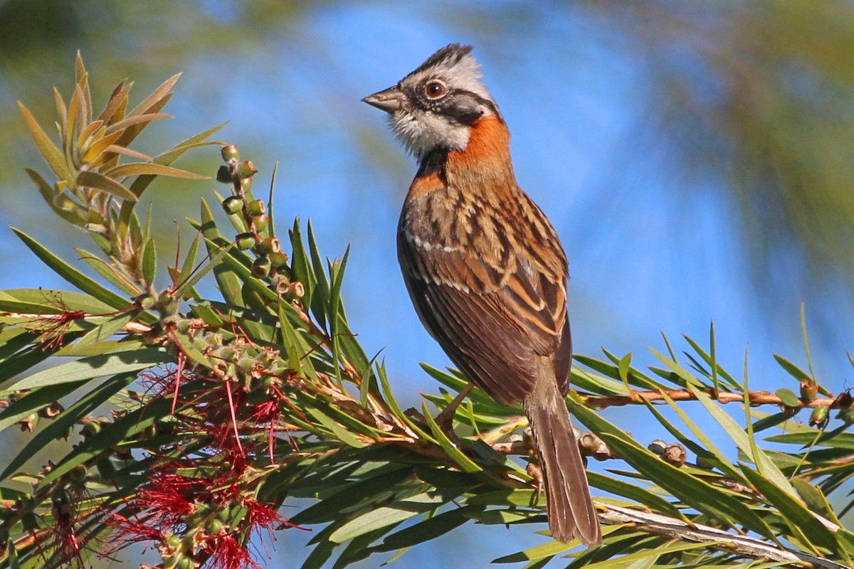 Rufous-collared Sparrow - James Arneson