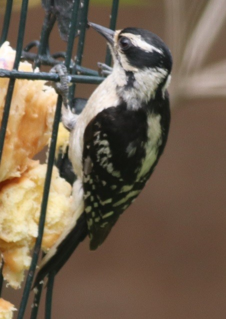 Downy Woodpecker - Colette Micallef