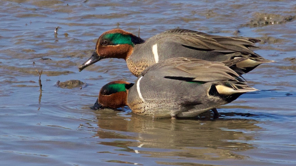 Green-winged Teal - ML88039071