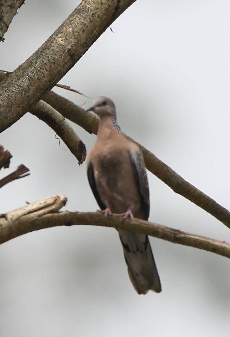 Spotted Dove - ML88040521