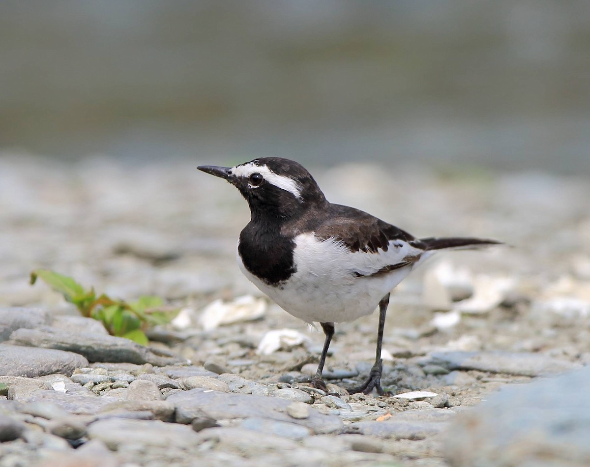 White-browed Wagtail - ML88040531