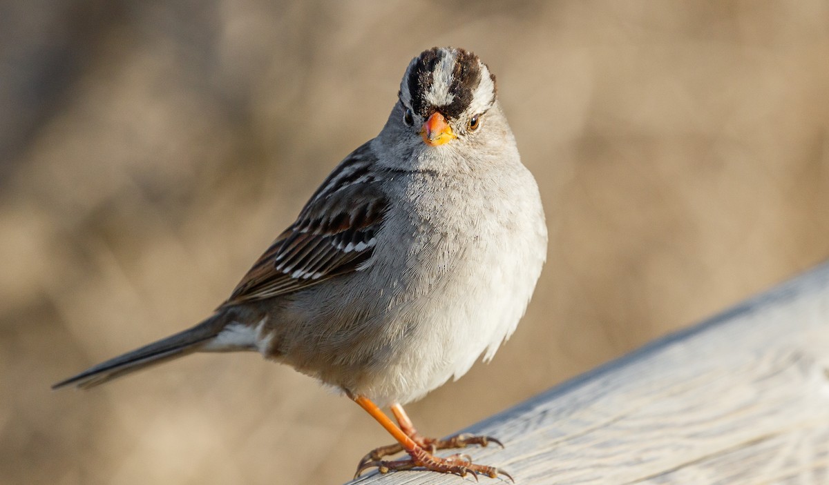 White-crowned Sparrow - ML88041101