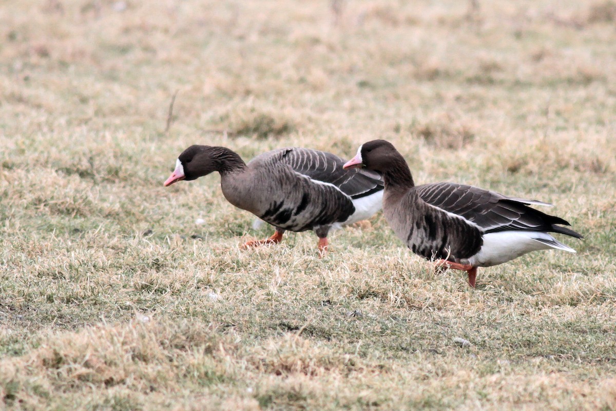 Greater White-fronted Goose - Jacques Vanheuverswyn