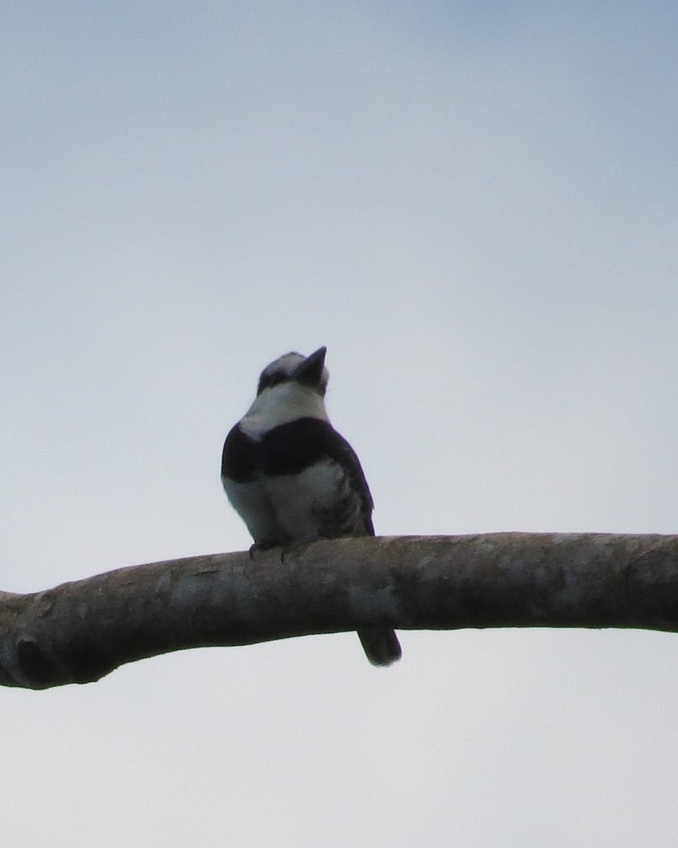 White-necked Puffbird - Yve Morrell