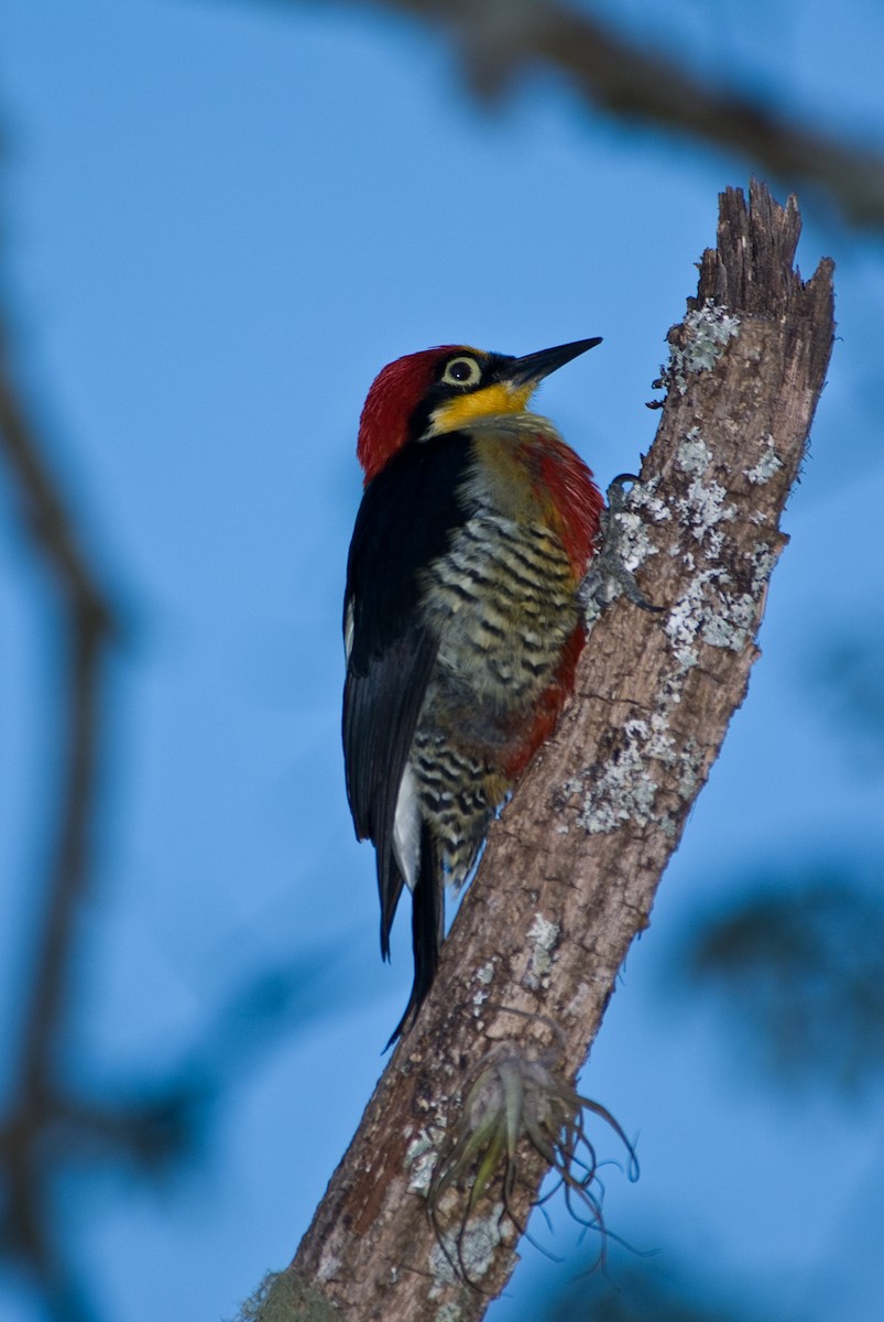 Yellow-fronted Woodpecker - ML88045681