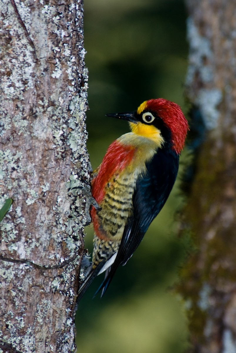 Yellow-fronted Woodpecker - ML88045691