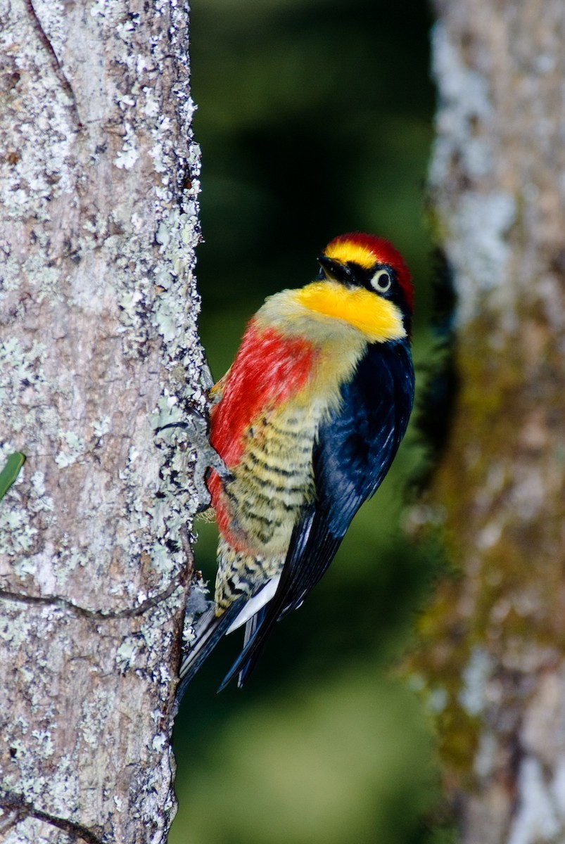 Yellow-fronted Woodpecker - ML88045711
