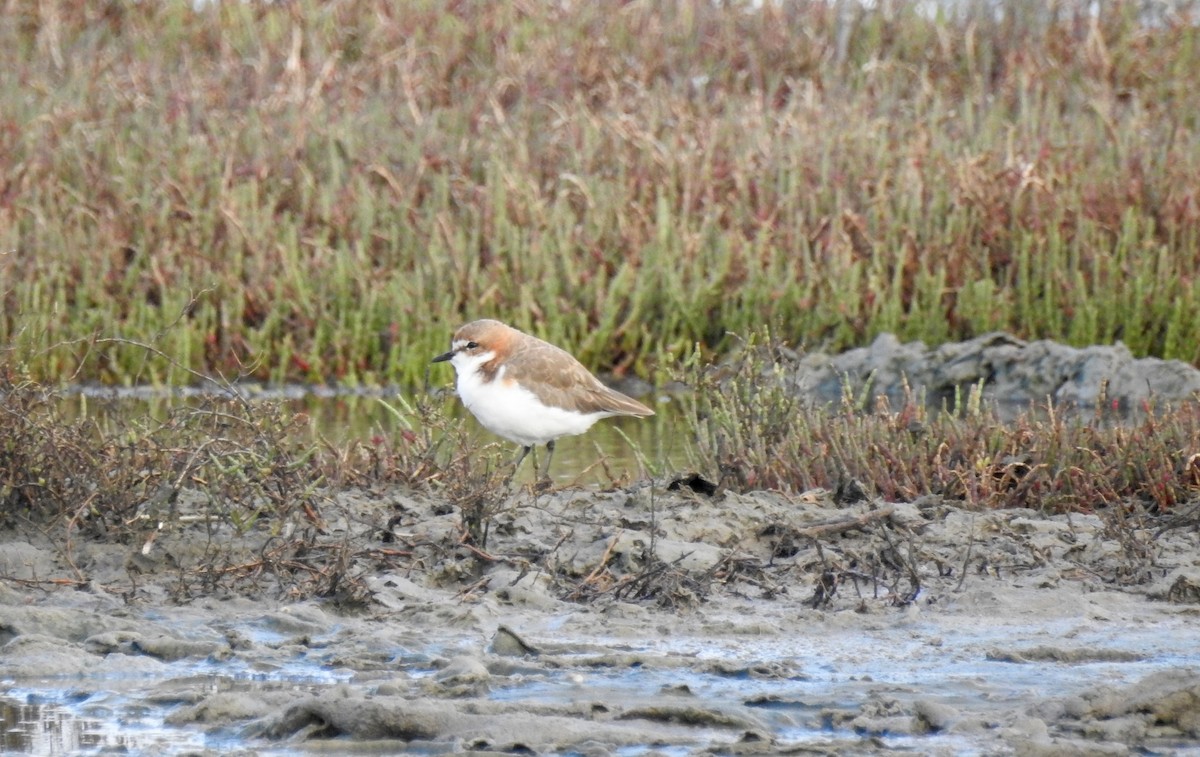 Red-capped Plover - ML88047031