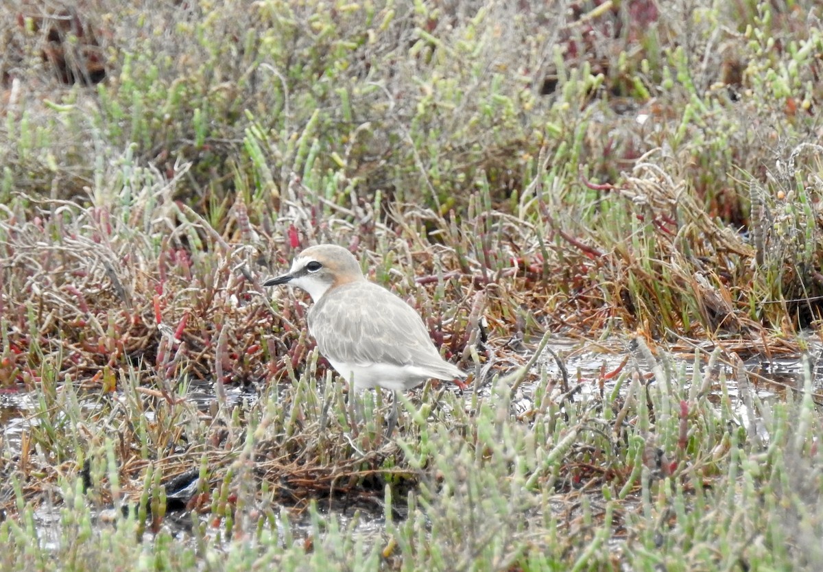 Red-capped Plover - ML88047041