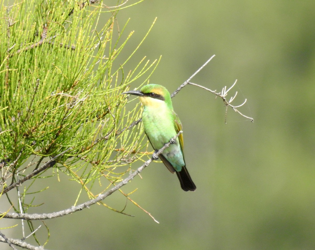 Rainbow Bee-eater - ML88047261