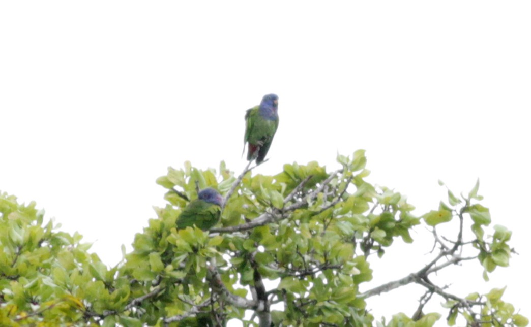 Blue-headed Parrot (Blue-headed) - ML88048081