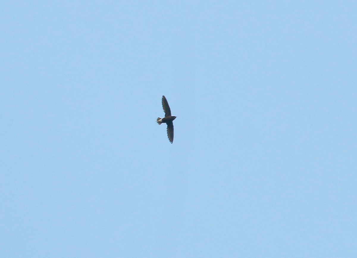 Brown-backed Needletail - ML88049551