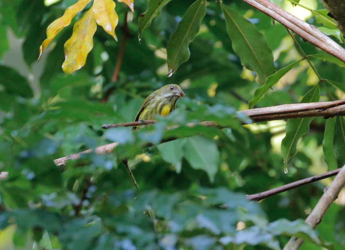 Yellow-breasted Flowerpecker - ML88049991