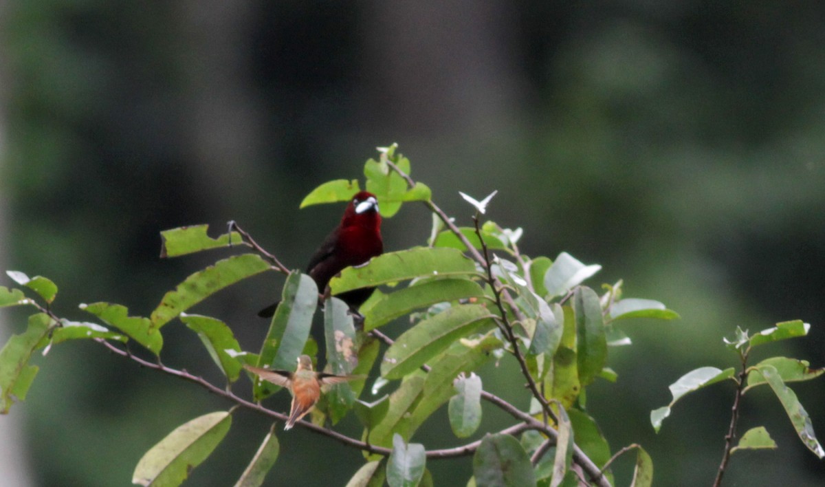 Silver-beaked Tanager - ML88051881