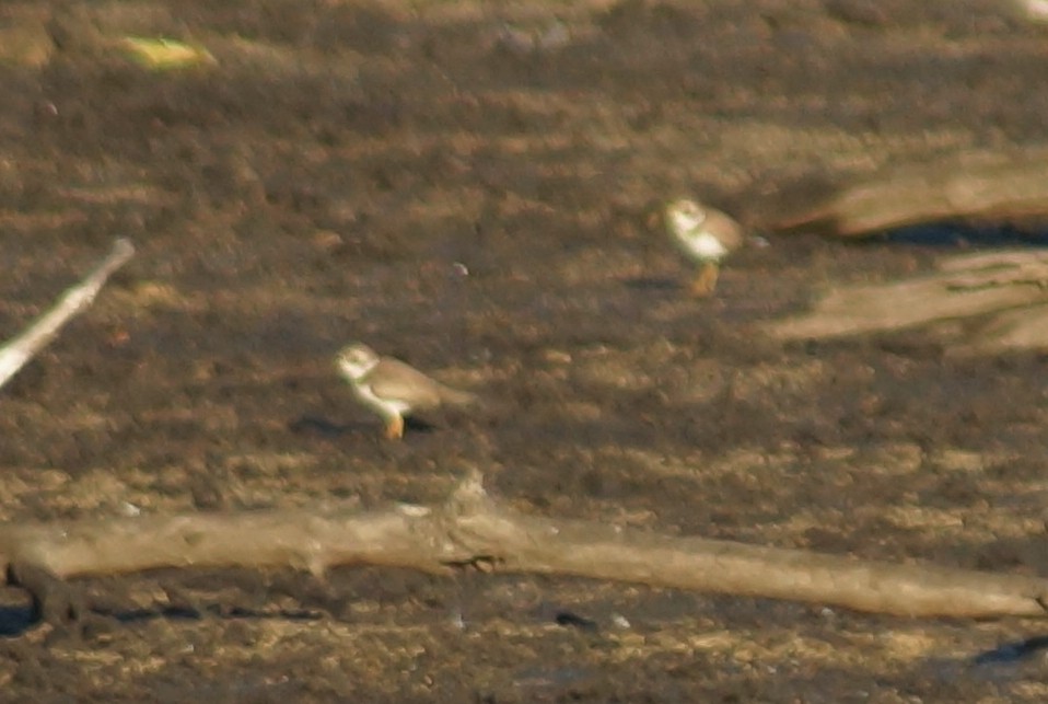 Semipalmated Plover - ML88053091