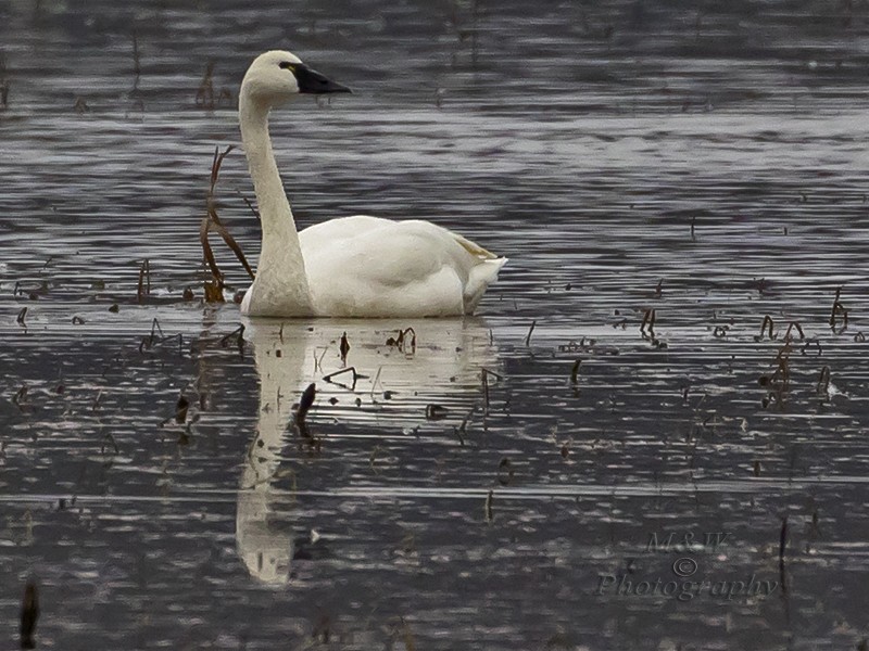 Tundra Swan (Whistling) - ML88054511