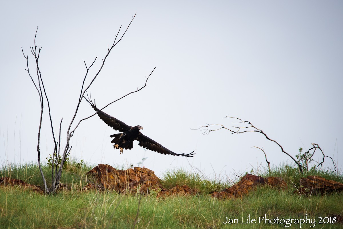 Wedge-tailed Eagle - Jan Lile