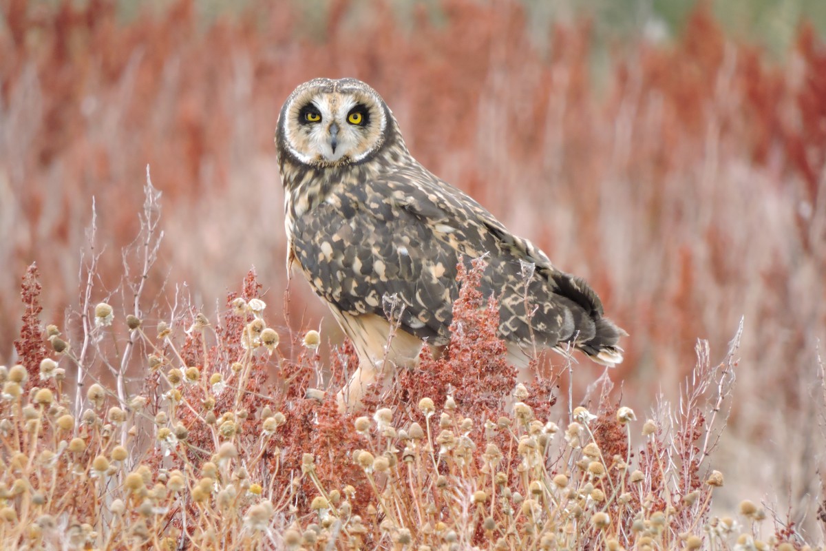 Short-eared Owl - ML88057441