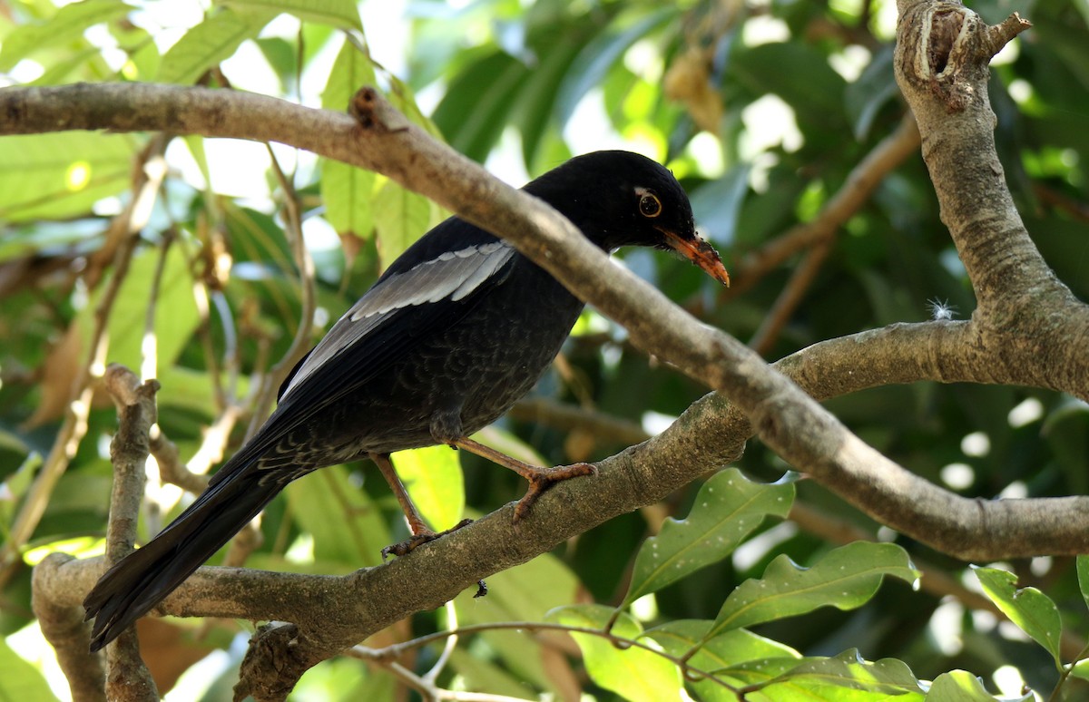 Gray-winged Blackbird - Paras Raj Bora