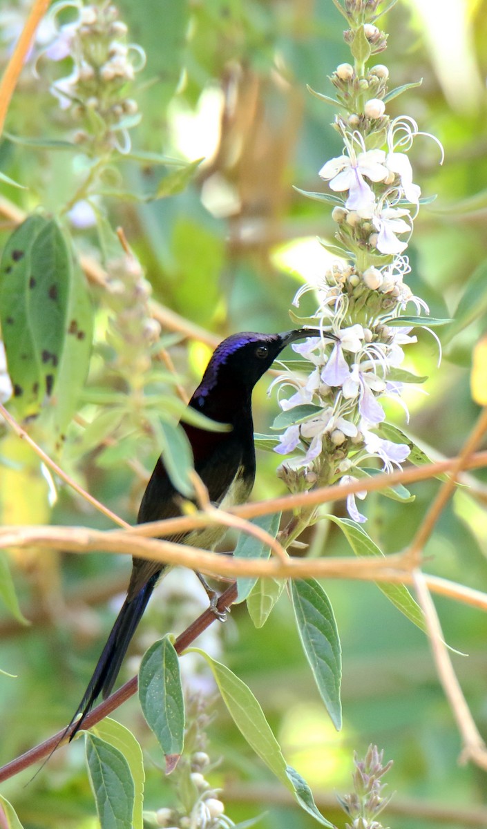 Black-throated Sunbird - Paras Raj Bora