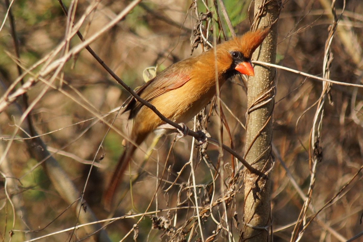 Northern Cardinal (Long-crested) - Robin Oxley 🦉