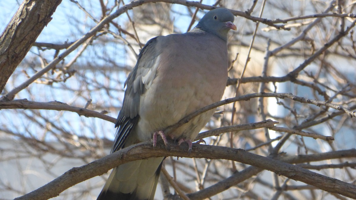 Common Wood-Pigeon - ML88063141