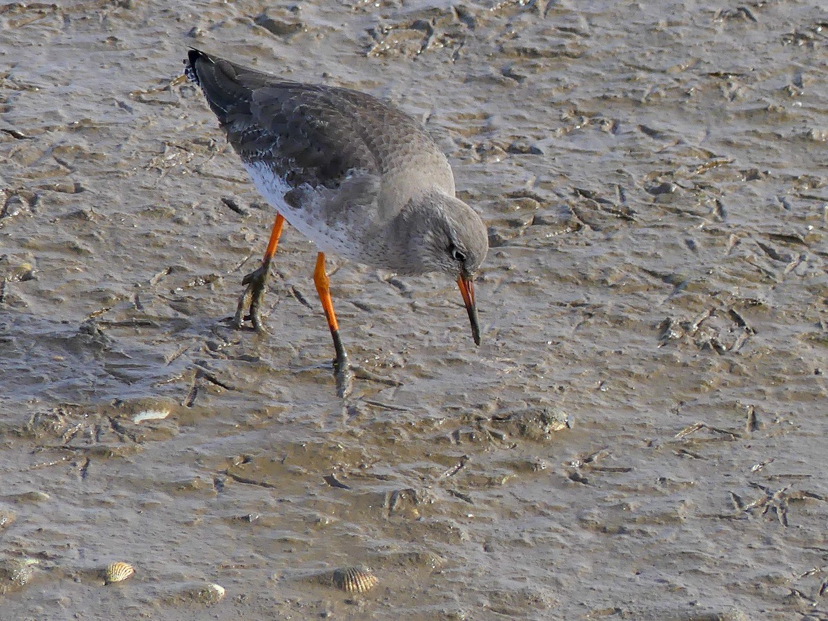 Common Redshank - Mike Prince