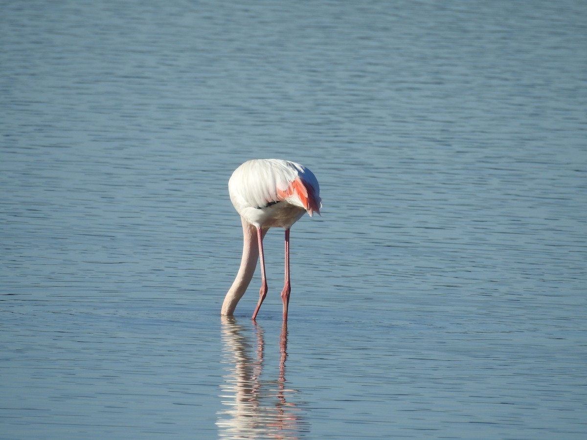 Greater Flamingo - ML88065731