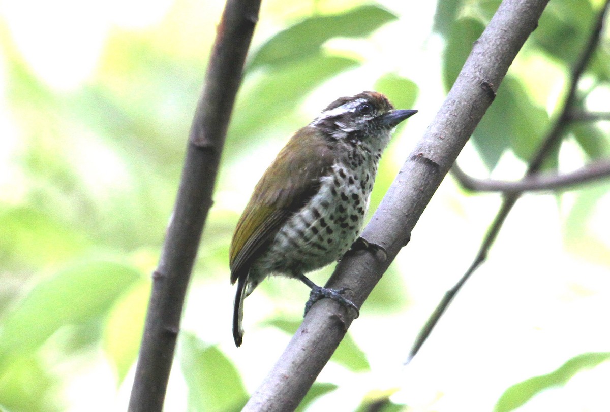 Speckled Piculet - ML88068901
