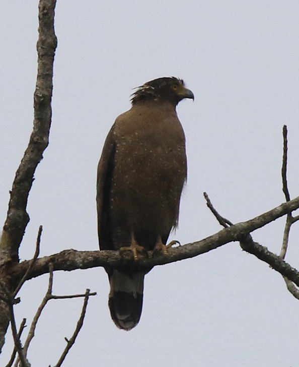 Crested Serpent-Eagle - ML88071871